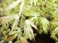 -汤家茗苑·精致私房菜(白沙店)