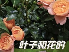 -盒马鲜生(189购物中心店)