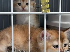 -翊宠yipet猫狗购宠庄园犬舍•猫舍