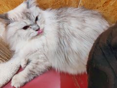 -和它·交个朋友·狗咖猫咖(爱琴海店)