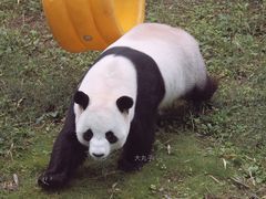 -栾川竹海野生动物园