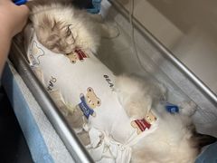 -半岛宠物医院24小时(西派城店)