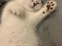 -lincat·猫舍(广州店)