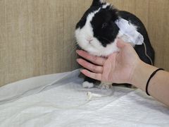 -北京观赏动物医院·24小时大型综合·猫专科·异宠专科