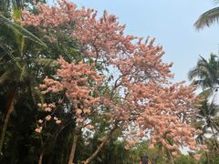 -中国科学院西双版纳热带植物园