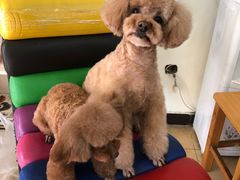 -沐沐家宠物(成寿寺店)