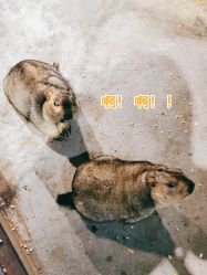 -未来动物城动物主题公园(大悦城店)