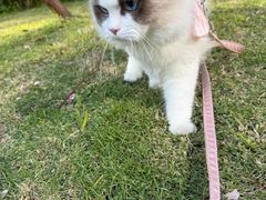 -安安宠医宠物医院·异宠·犬猫内科(岳阳分院)