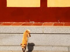 -莆田南少林寺