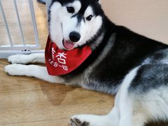 -Husky Go! 哈士奇体验馆·宠物咖啡厅狗咖