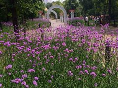 -黑龙江省森林植物园