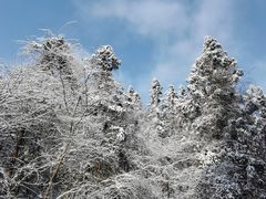 -武陵山森林公园