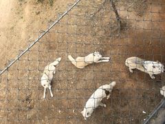 -石家庄市动物园