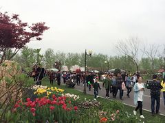 -荷兰花海