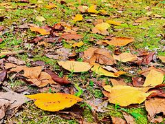 -苏州河梦清园环保主题公园