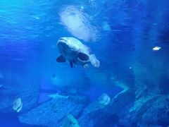 -海合安成都极地海洋公园