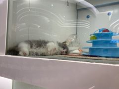 -1013 PET SHOP精品宠物商店(丁香店)