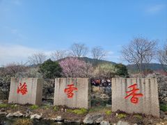 -香雪海