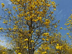 -天适樱花悠乐园