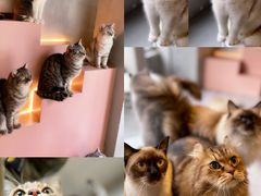 -猫儿山۰猫主题餐厅