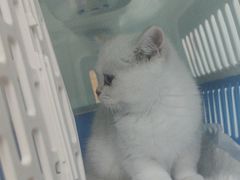 -宠福鑫康馨动物医院·骨科·眼科