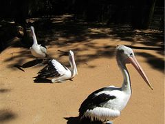 -费瑟代尔野生动物园