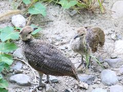 -北京麋鹿生态实验中心