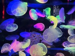 -太平洋海底世界