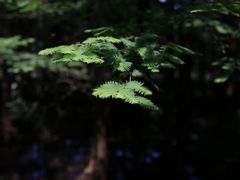 -桤木河湿地公园