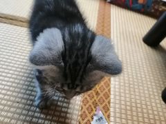 -泰国佛·塔罗·泰牌狐仙古曼