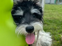 -汪喵宠物医院·骨科心脏影像·犬猫急重症ICU诊疗中心(成华分院)