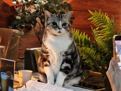 -咖法森林·咖啡  酒吧(天河店)