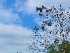 -火炉山森林公园