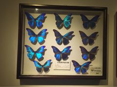 -上海大自然野生昆虫馆