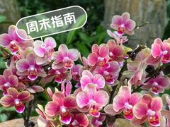 -亚龙湾国际玫瑰谷