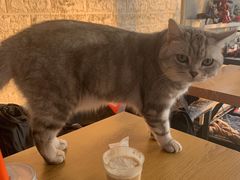 -平行世界·猫咖(首经贸店)