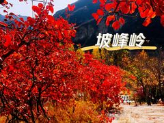 -周口店坡峰岭风景区