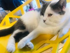 -Cappucimeow猫咪咖啡馆(韦伯时代店)