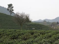 -白茶原·一片叶子