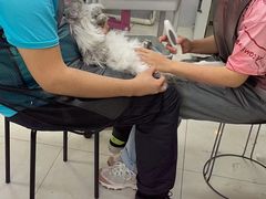 -翊宠yipet猫狗购宠庄园犬舍•猫舍