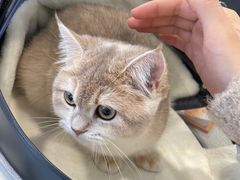 -艾吉宠物医院·疑难杂症转诊中心·猫友好(碧江路院)