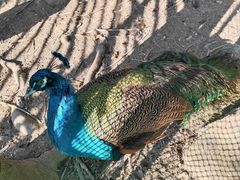 -广州白江湖森林公园