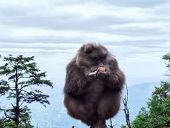 -峨眉山风景名胜区