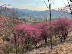 -新建村梅花