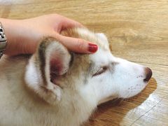 -Husky Go! 哈士奇体验馆·宠物咖啡厅狗咖
