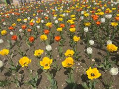 -杭州湾海上花田景区