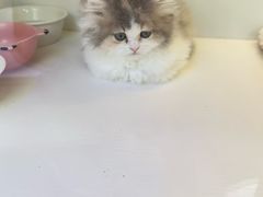 -小猫来了·猫咪专售(红山六九七九店)