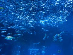 -海合安成都极地海洋公园