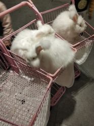 -萌兔星空蹦床撸兔馆