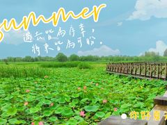 -野鸭湖国家湿地公园